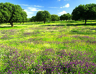 Magrama destaca la ‘excelente’ calidad del aire en Extremadura