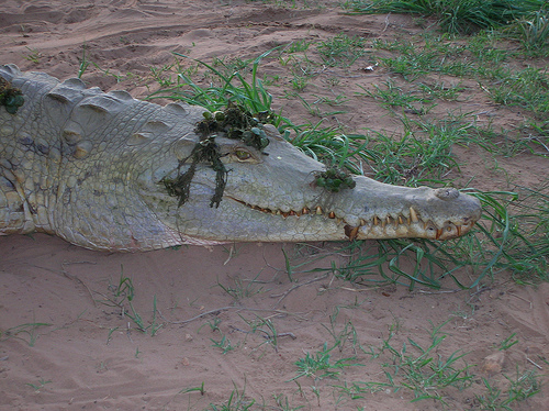 La Fundación Biodiversidad y la Asociación Chelonia han presentado el Programa de conservación y manejo del cocodrilo del Orinoco