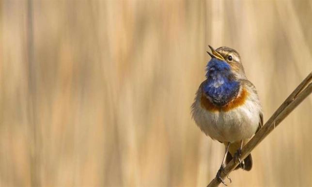 Mecanismos físicos muy similares entre aves y humanos para producir sonidos