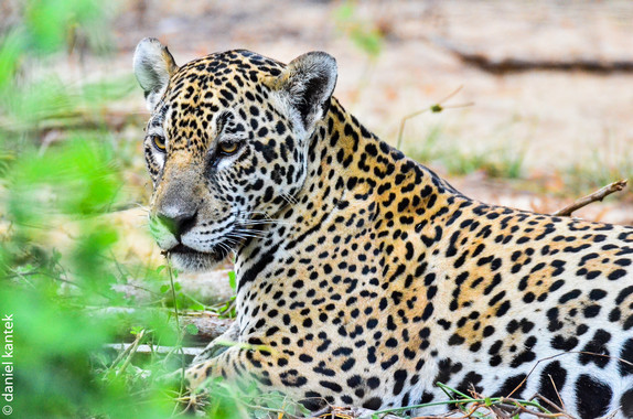 El genoma del jaguar dilucida la historia evolutiva de los grandes felinos