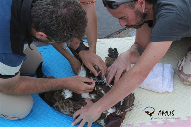 La organización AMUS liberará este sábado en Hornachos (Badajoz) varias especies de rapaces