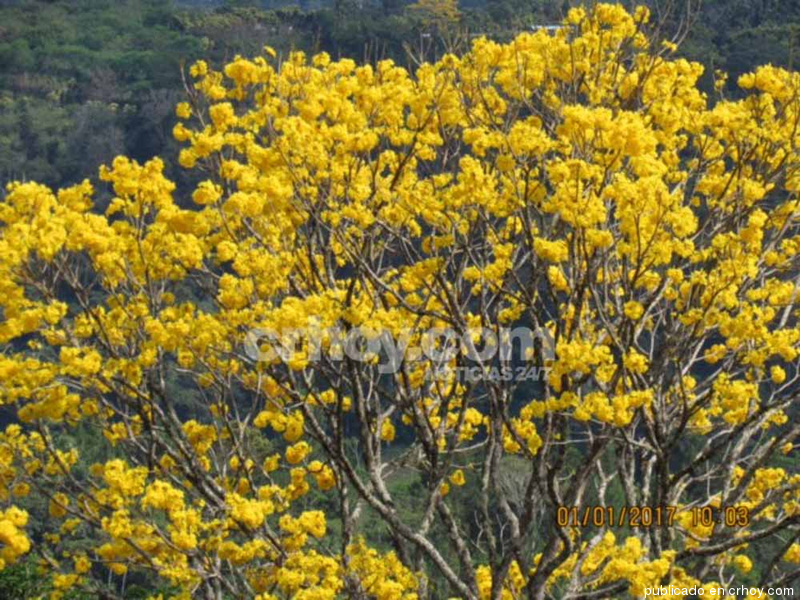 Costa Rica. ¡Lluvia de flores en Coto Brus!