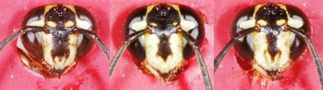 Avispas ‘fisonomistas’