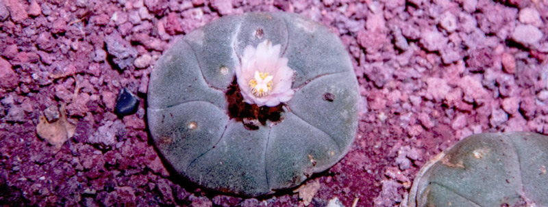 Lo que no sabías del peyote