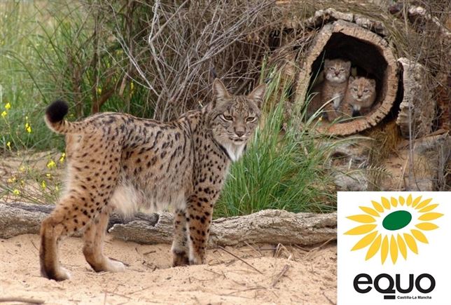 EQUO Castilla – La Mancha exige que se acondicione el hábitat del lince