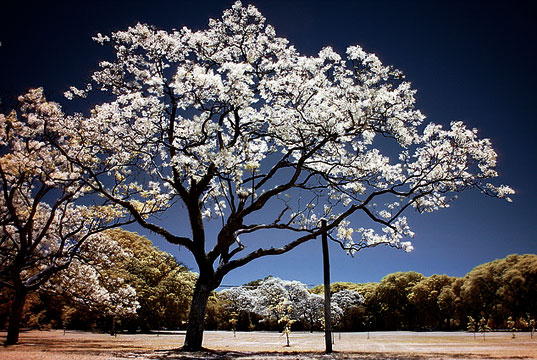 Y si en el futuro... los árboles iluminan las ciudades