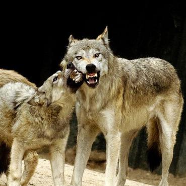 Los lobos matan a otra res en Tornadizos (Ávila)