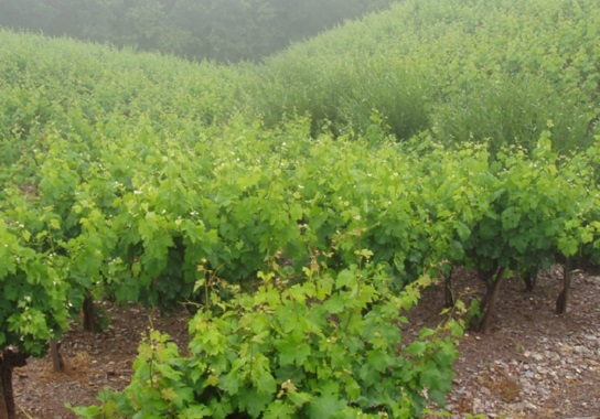 En busca de especies de viñedos en peligro de extinción