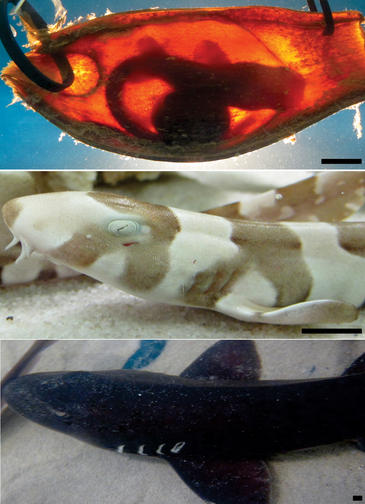 Los embriones de tiburón detectan a sus depredadores