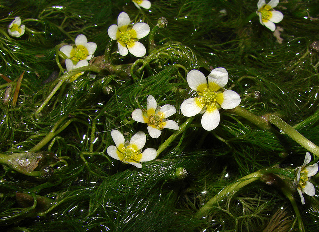 Baleares. Planta acuática en la Serra de Tramuntana contamina el ecosistema