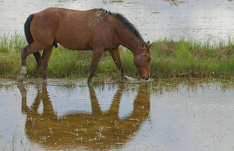 La Junta de Extremadura pide información a Doñana para estudiar medidas contra la tuberculosis en especies de Monfrague