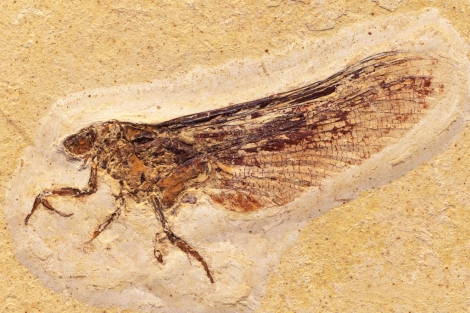 Fósiles misteriosos dan nuevas pistas sobre la evolución de los insectos