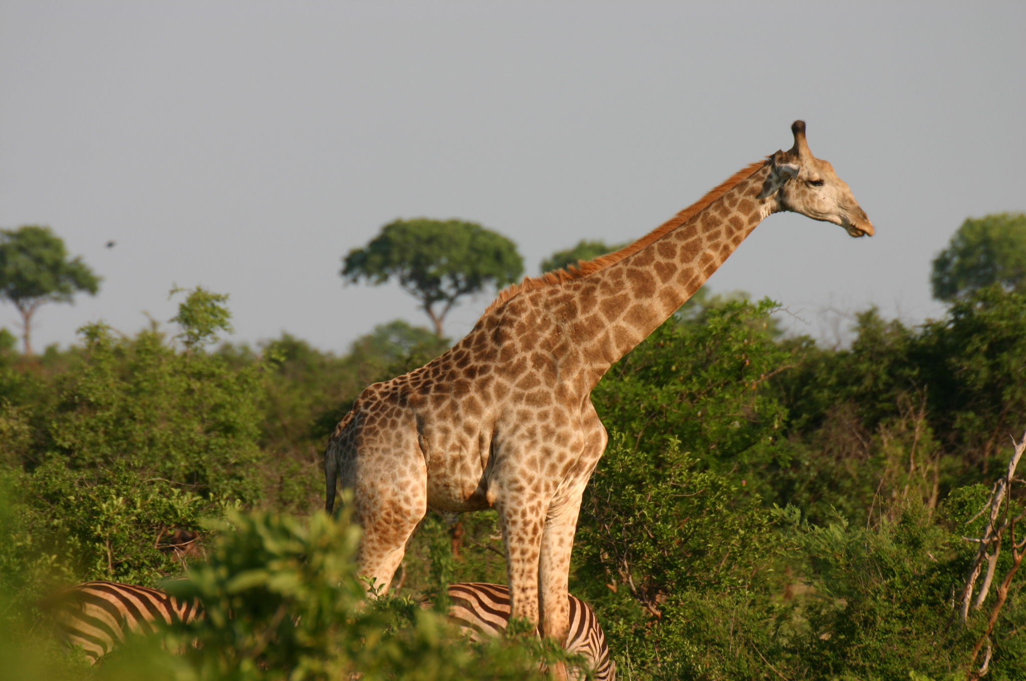 Los mamíferos que poseen un cerebro grande en relación con el tamaño de su cuerpo acostumbran a vivir más años