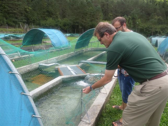 Los ríos pirenaicos recuperan sus truchas autóctonas