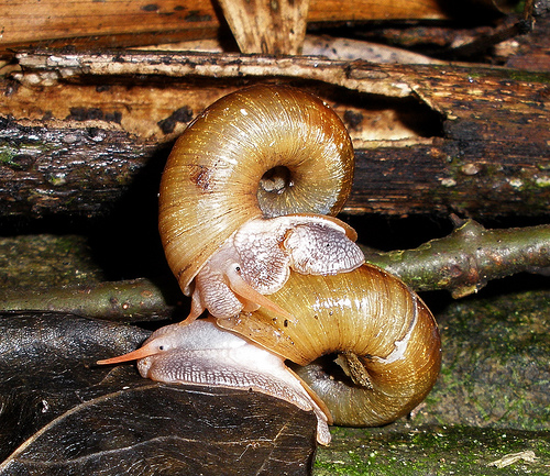 Medio Ambiente censa en Andalucía 140 especies distintas de Caracoles Terrestres