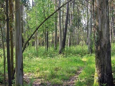 La gestión forestal gallega en sus montes vecinales