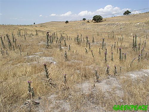 Los Ojos del Guadiana pueden resucitar