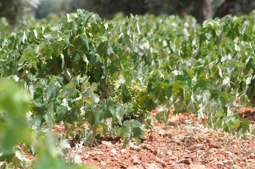 Cataluña. Codorníu vigilará con una avioneta con cámara multiespectral el estado hídrico de las parcelas