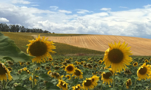Conoce el lubricante sostenible absolutamente ‘revolucionario’