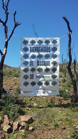Atresmedia y WWF plantan más de 3.000 árboles en el Parque Nacional de Cabañeros (Ciudad Real)