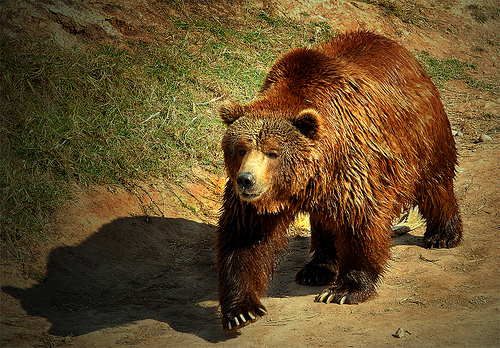 MARM nombra  expertos para que le asesoren en estrategias de conservación de especies amenazadas