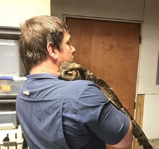 El búho más agradecido del mundo