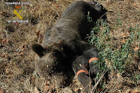 Disparar a los osos sale ‘gratis’