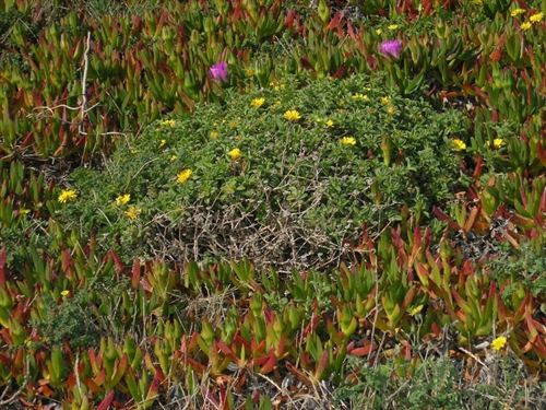 Cantabria. El Ayuntamiento ha contratado a 23 parados para cuatro proyectos de control de la flora invasora