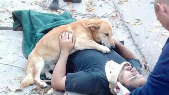 Argentina. Un perro se quedó abrazado a su dueño accidentado hasta que llegó la ayuda