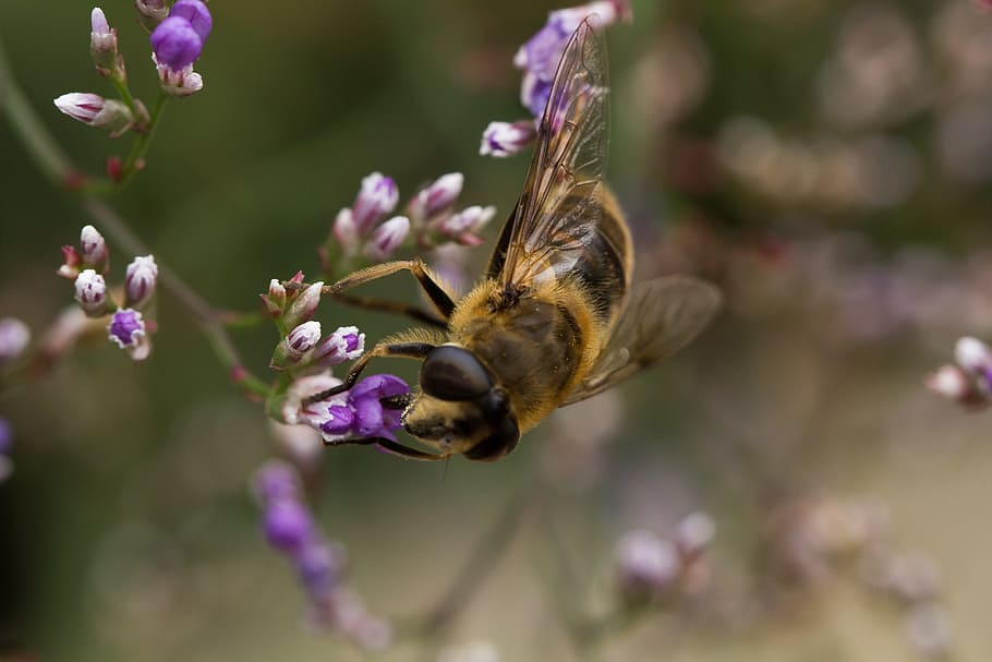 Es posible la supervivencia humana sin abejas silvestres