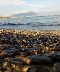 El vertido de Gibraltar no ha afectado a especies protegidas