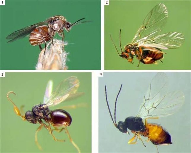 Las antenas de las avispas revelan su evolución