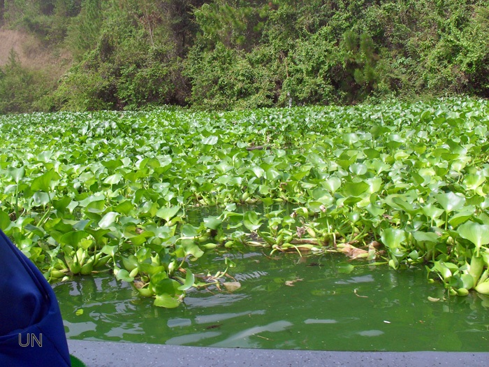 Emplean la planta del buchón de agua para limpiar ríos contaminados con mercurio