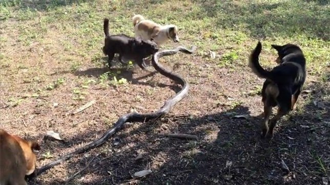 4 perros defienden a su familia de una cobra de 2