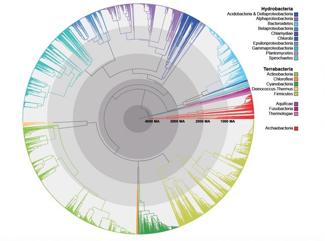 El árbol de la vida de las bacterias no es tan diferente al nuestro