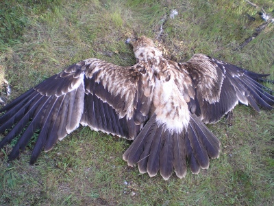 La presencia del lobo y las zonas protegidas factores de envenenamiento en la Cordillera Cantábrica