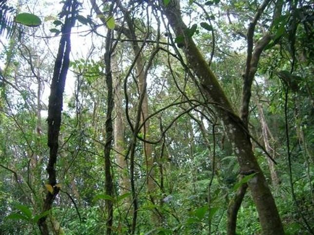 Las lianas de los bosques tropicales dificultan la absorción de carbono