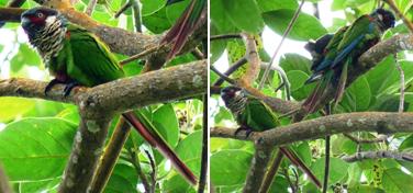 Nueva localidad para el Periquito de Perijá