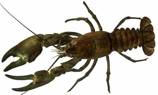 Investigadores en piscicultura hallan un suplemento de la dieta de cangrejo señal que mejora su cría