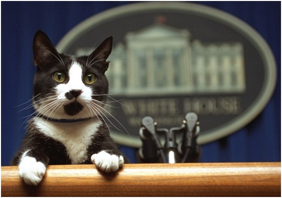 Especial: Feliz Día del Gato