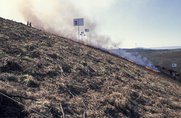 Los incendios forestales están erosionando la parte más fértil del suelo gallego