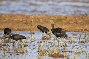 Máximo histórico de aves acuáticas en el delta del Ebro