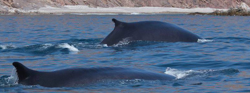 El fotogénico rorcual común del golfo de California