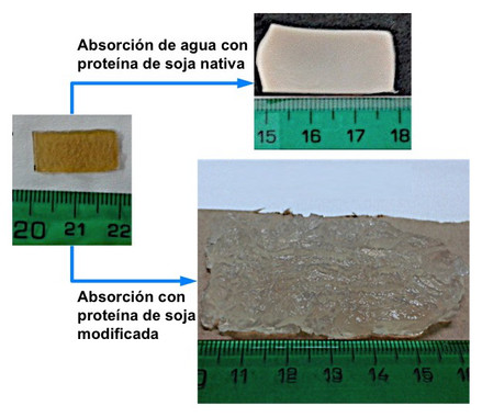 Un bioplástico superabsorbente fabricado con proteína de soja
