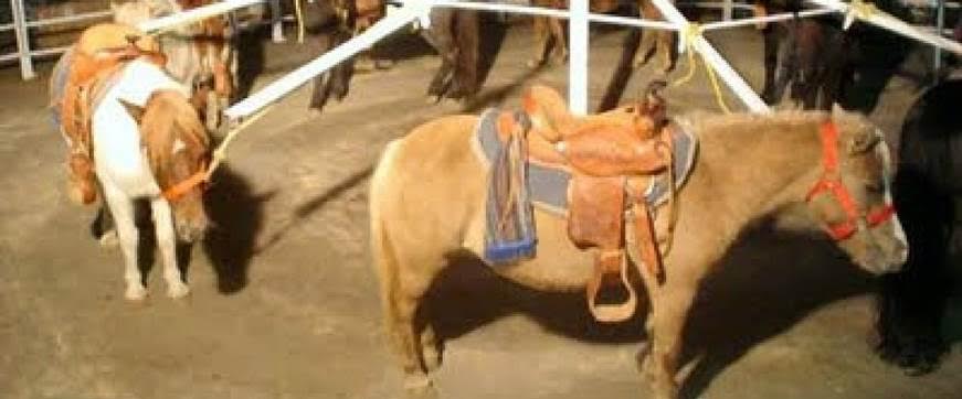 Cambia Logroño preguntará en pleno por los permisos en el recinto ferial tras la muerte de un poni