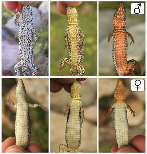 Las lagartijas prefieren aparearse con otras del mismo color