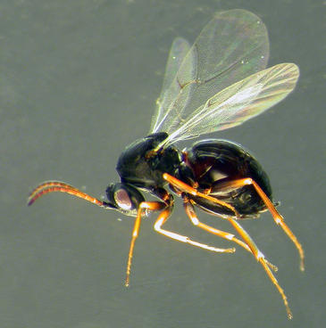 Descubren dos nuevas especies de avispas de las agallas en la península ibérica