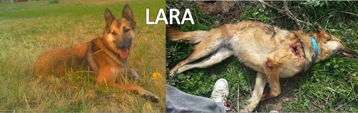 Matan a tiros a una perra mientras paseaba por el Campo con su dueña