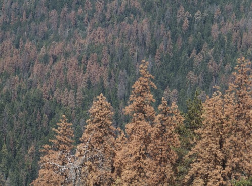 La sequía mata a los árboles de sed o de hambre