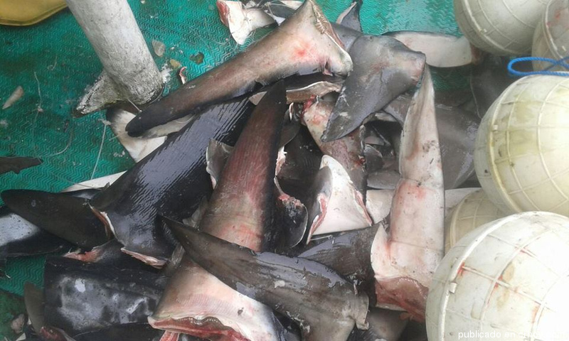 En este barco se ‘dedicaban’ a mutilar tiburones
